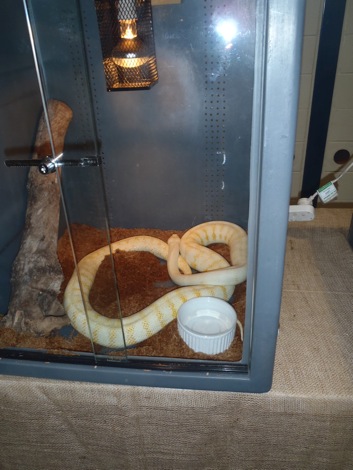 snake 1st